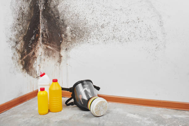 Best Basement Mold Remediation in Valley Cottage, NY