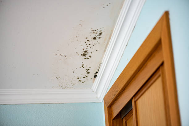 Best Emergency Mold Remediation in Valley Cottage, NY