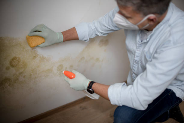 Best Localized Mold Remediation (e.g., coastal areas, humid climates) in Valley Cottage, NY