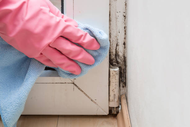 Best Black Mold Remediation in Valley Cottage, NY